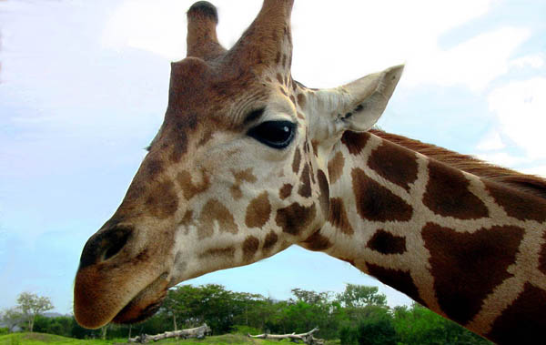 Jogo_Girafa_Facebook